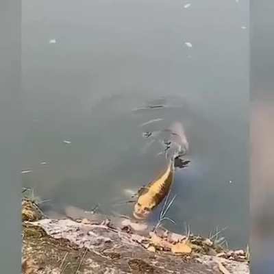 a carp fish with a "human face"