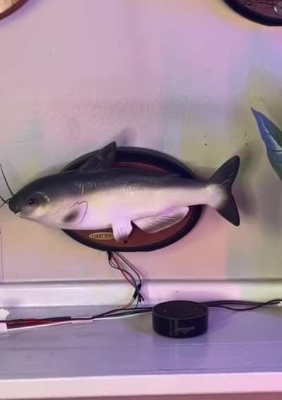 This Echo seems a little fishy