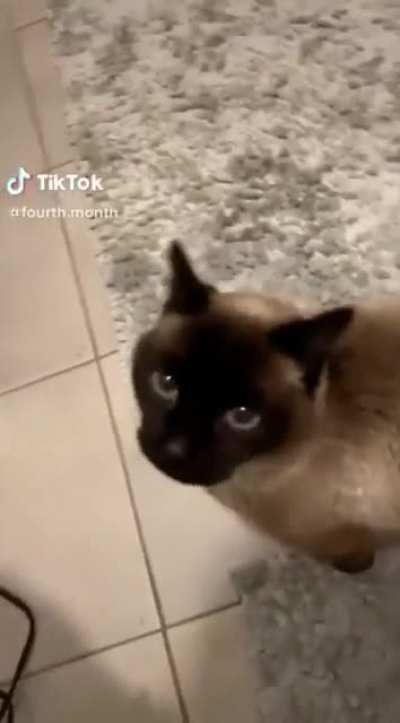 He doesn&rsquo;t know how to meow