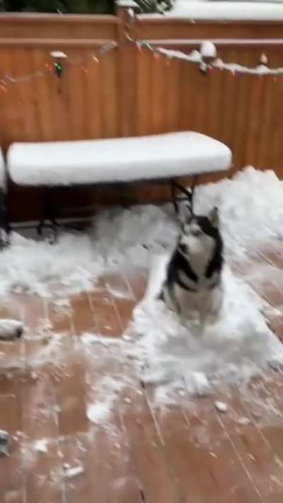 woof_irl