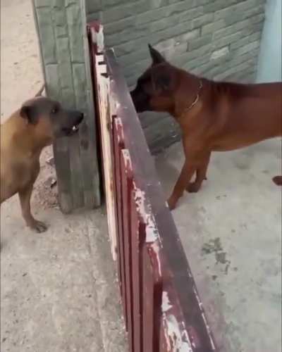I will show you who is the boss!