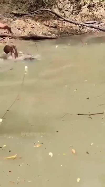 Meet The Electric Eel
