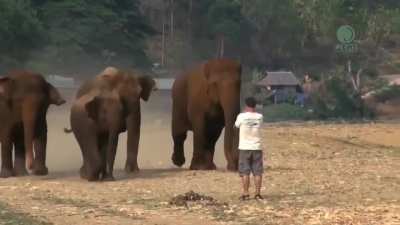 The man who called out to the elephants he was caring for years ago, and those incredible moments.