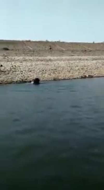 Bear 🐻 attack 