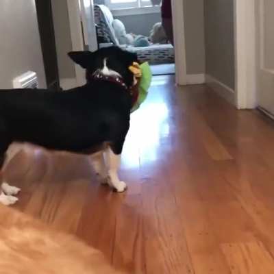 When your only siblings are pups