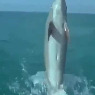 dolphin and a dog