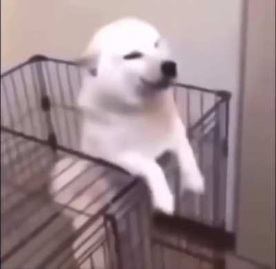 What the dog doin