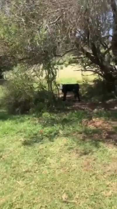Cowdy sir