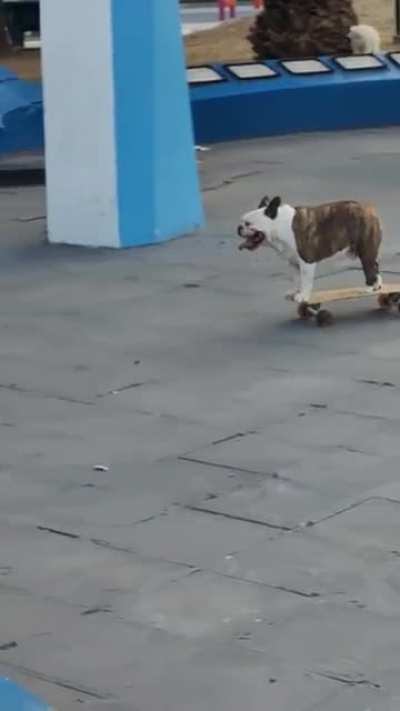 Te dejo un perrito skater para que tengas buen Miércoles.