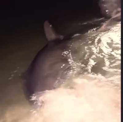 First Great White to be caught from the beach