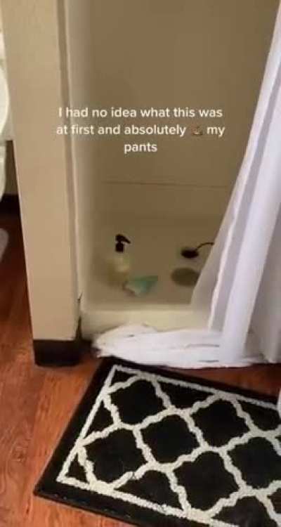 The shit weasel is real