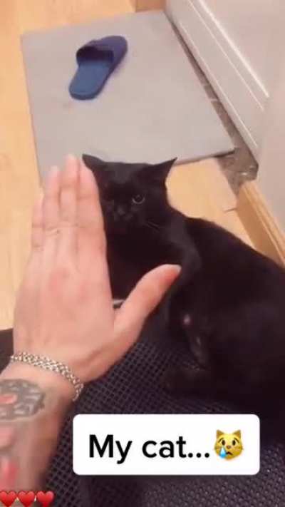 Meeoow