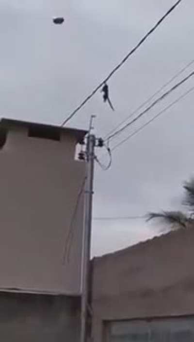 macaco