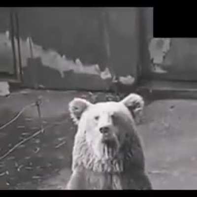 Fuck this bear in particular.