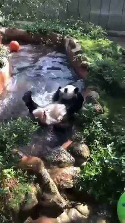 🔥 Adorable Panda