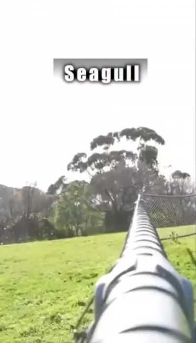 Animals be like: holy shit it&rsquo;s the fucking human making fun of us.
