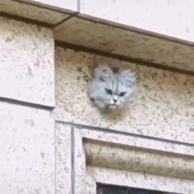 Guys I've installed a brand new CCTV camera...