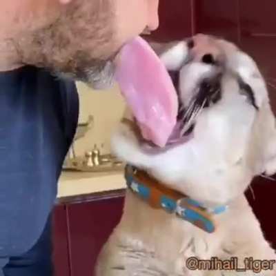 Cutting it close with a cougar