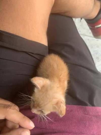 Honey the cat thinks she&rsquo;s a tiger