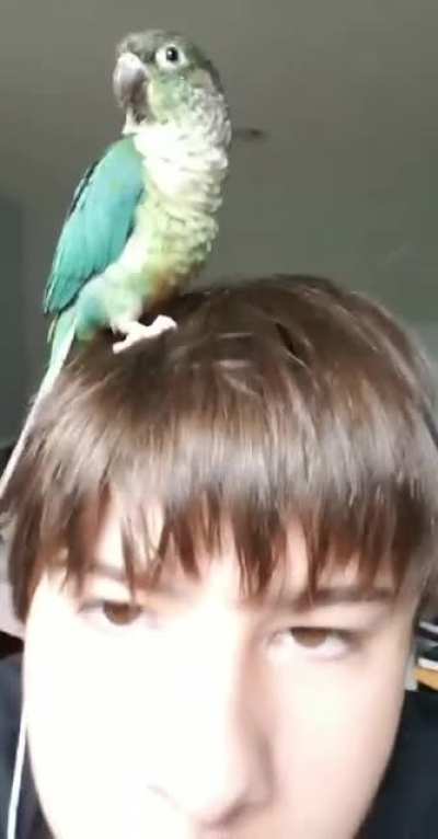 My friend&rsquo;s bird needs an education too