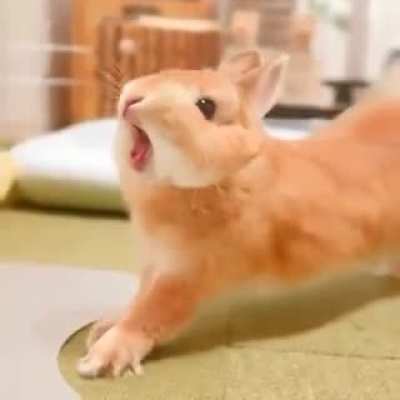 Baby bun bun bun bun bun bun