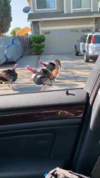 The turkey whisperer