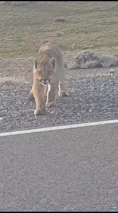 Un pumita encaró a un conductor en la Ruta 40