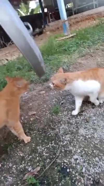 Intermittent fight