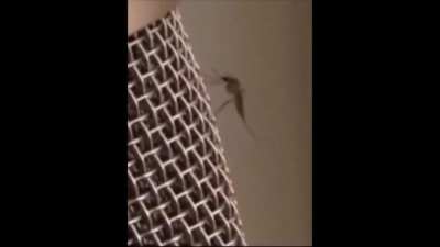Lul Mo' Squito