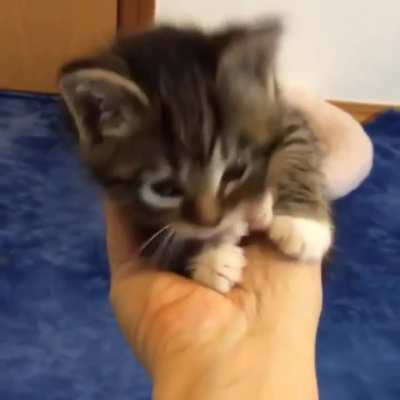 Dis are my beans