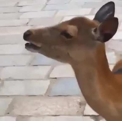 Oh deer