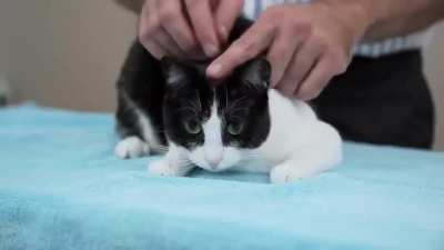 squish that cat