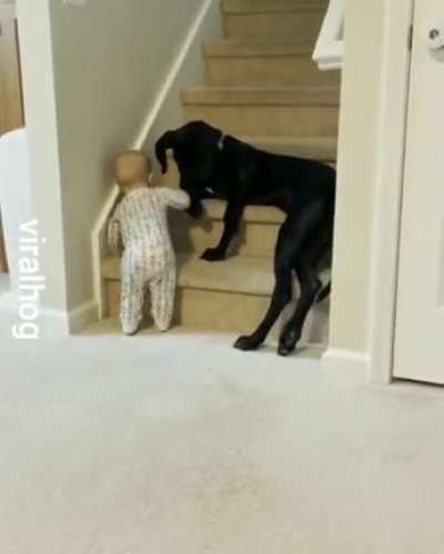 when your dog is over protective