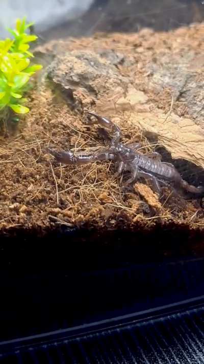 Asian Forest Scorpion &amp;amp; Vinegaroon Hunting a Cricket