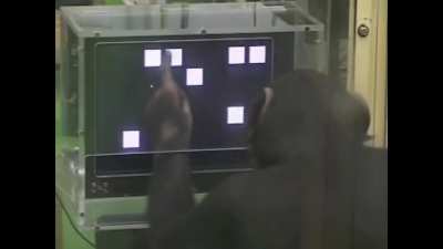 The chimps are ready to attack