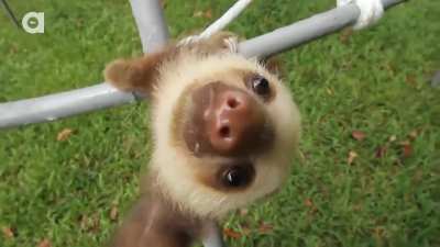 Waaah AHH-