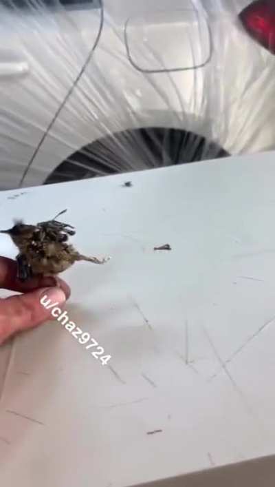 Leaked footage of bird practicing for 2021 Winter Olympics to show animal equality!
