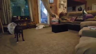 Dog loves to make kids laugh