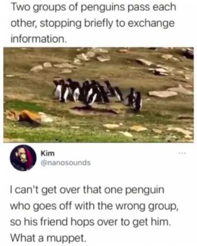 Dumb bird technology, just like the droids in star wars