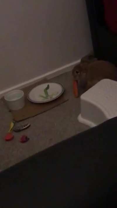 First time Sunnys ever played with his toy carrot I bought him ages ago