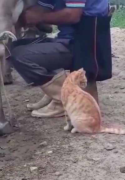 The way this cat lets his owner know that he&rsquo;s ready for a double. Got Milk?