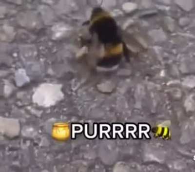 Hot bee