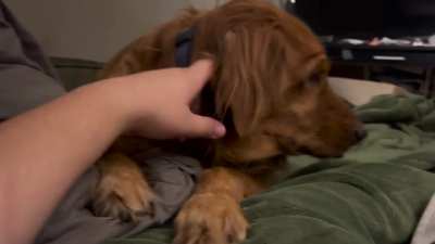 Just petting our golden girl. She seems depressed but she&rsquo;s really not. I love her so much ❤️ Lexi