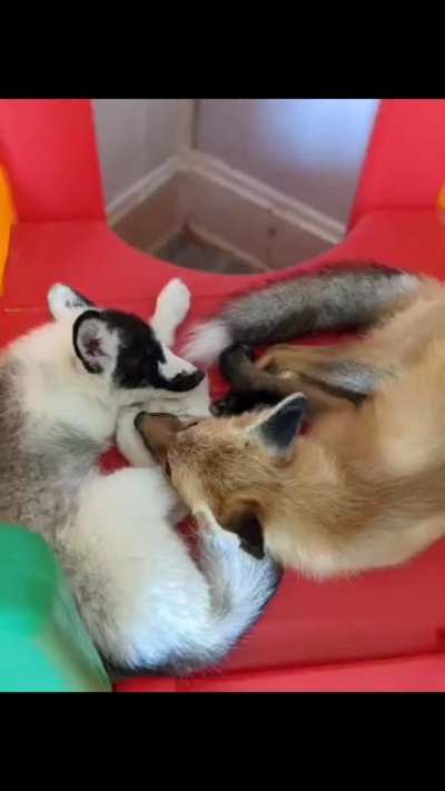Best friends (source walkingwildrescue)
