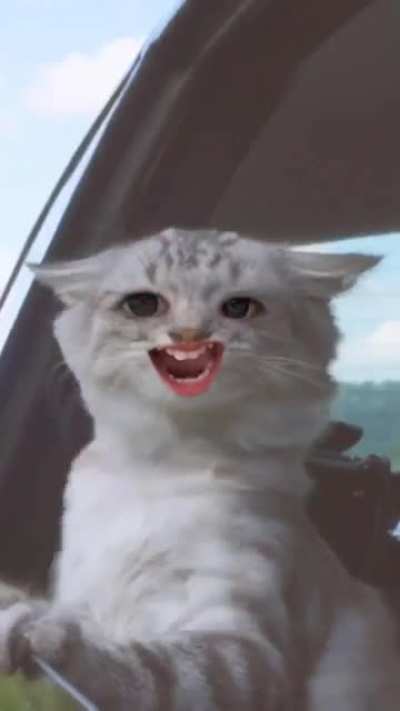 What&rsquo;s a kitty say?