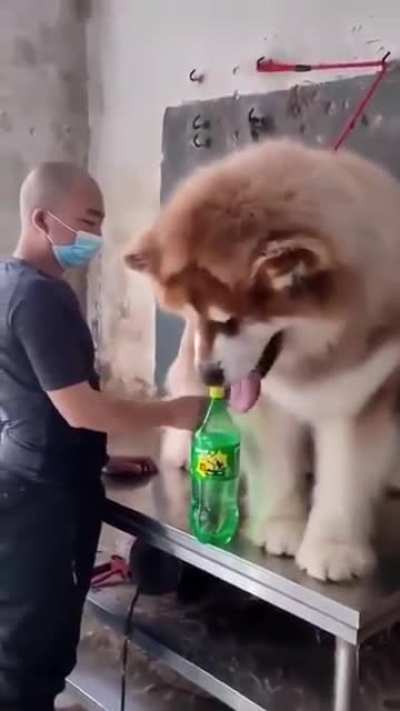 A giant Alaskan Malamute