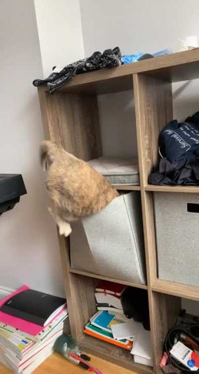 So that&rsquo;s how she gets in the cat food box&hellip;