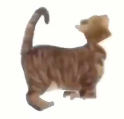 Loaf cat