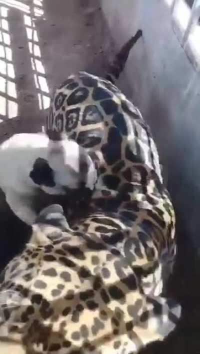 Fortunately she has a lot of patience.