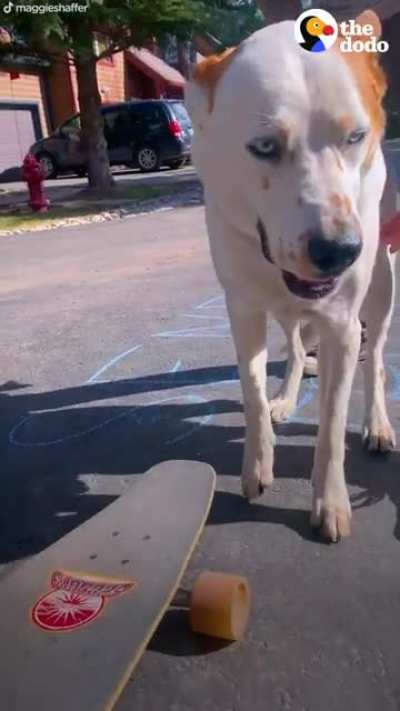Dog accidentally breaks his favorite rock &mdash; then waits patiently while it&rsquo;s in &ldquo;rock surgery&rdquo;